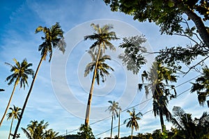 Palmtrees rising in the blue sky