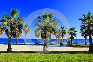 Palmtrees on the sea shore in Spain on the Costa Blanca, Alicante