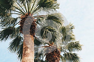 Palmtrees photo