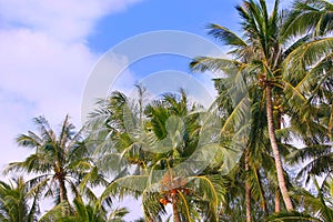 Palmtrees on sky background