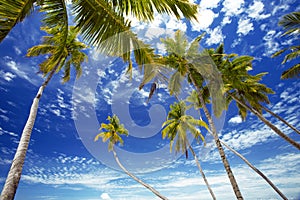 Palmtrees and sky, maldives