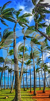 Palmtrees swaying in the wind