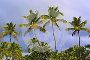 Palmtrees tops photo