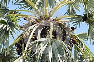 Palmyra palm with blue sky, Toddy palm, Sugar palm