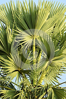 Palmyra palm leaves at the top