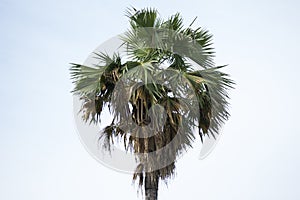 Palmyra palm,palm, Sugar palm, or Cambodian palm, tropical tree