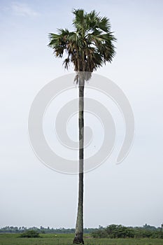 Palmyra palm,palm, Sugar palm, or Cambodian palm, tropical tree