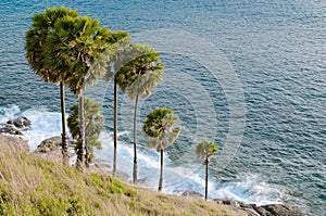 Palmyra Palm Beside Phromthep Cape at Phuket Province, Thailand.