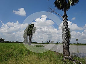 Palmyra palm  sky  clouds