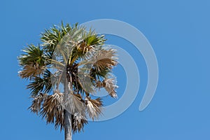 Palmyra Palm (Sugar Palm) against blue sky background,copy space
