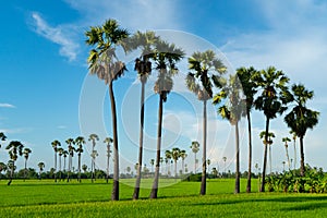 Palmyra palm sugar trees in the contryside