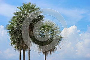 palmyra palm trees on copy space blue cloud sky background.