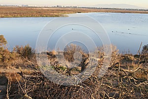 Palo Alto Baylands