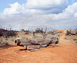 Palo Duro Canyon state park.Texas