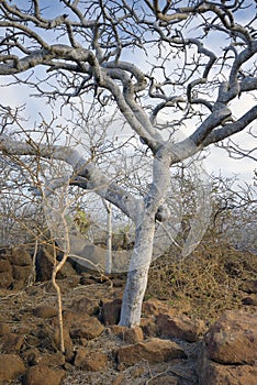 Palo Santo Bursera graveolens tree, common name Holy Wood tree. North Seymour Island, Galapagos Islands photo
