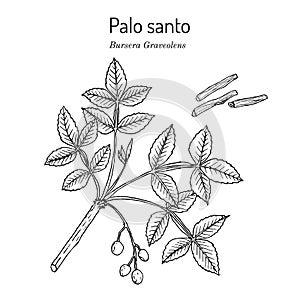Palo santo, or holy stick Bursera graveolens , wild tree of tropical forests photo