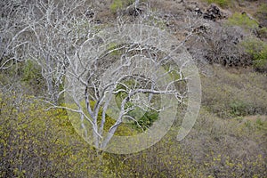 Palo Santo tree Bursera graveolens, Santiago Island, Galapagos Islands photo