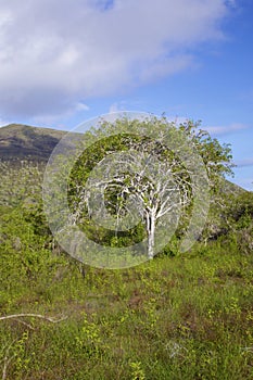 Palo Santo  Tree    833331 photo