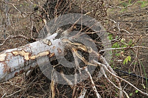 Palo Santo tree ready for harvesting