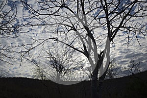 Palo santo tree, Tagus Cove, Isabela Island, Galapagos Islands photo