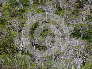 Palo Santo Trees, Holy Stick