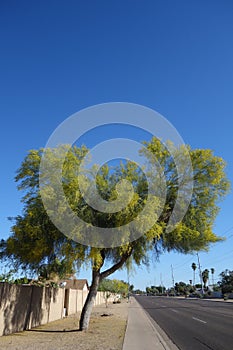 Palo Verde in Blossom, Phoenix, AZ photo