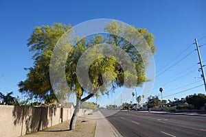 Palo Verde in Blossom, Phoenix, AZ photo