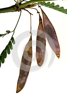 Palo Verde Legumes photo