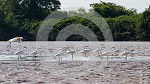 Palo Verde National Park Wildlife photo