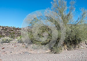 Palo Verde Tree in Arizona