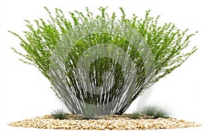 A Palo Verde tree isolated on a white background, detailed and natural, desert theme photo
