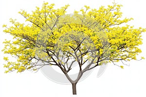 A Palo Verde tree isolated on a white background, detailed and natural, desert theme photo