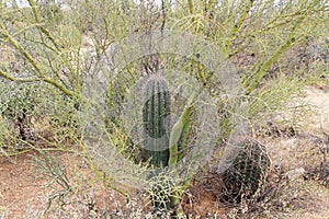 Palo Verde Tree Serves as nurse for Saguaro photo