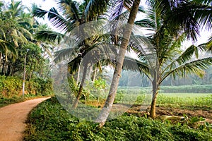 Palode agriculture field in Kerala