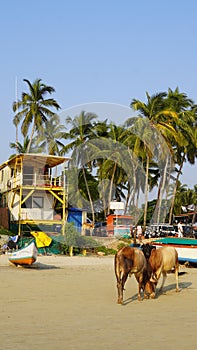 Palolem Beach Goa India cows and animals on the beach and boats. Animal wildlife culture of India