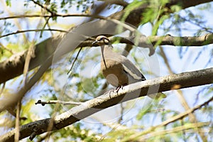 Paloma Dove cafÃÂ© Brow vuela vuelo photo