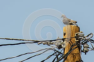 Paloma pigeon is standing on the electric pillar photo