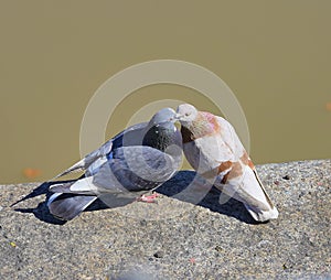 Palomas besandose photo