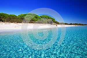 Palombaggia sandy beach with pine trees and azure clear water, Corsica, France