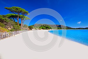 Palombaggia sandy beach with pine trees and azure clear water, Corsica, France