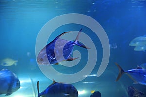 Palometa fish swimming in aquarium water