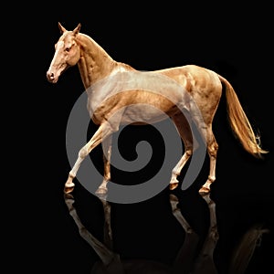 Palomino Akhal-teke