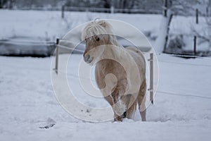 Palomino colored Icelandic horse in freezing winter time