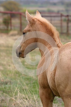 Palomino Colt