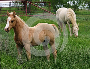 Palomino Colt with Mare