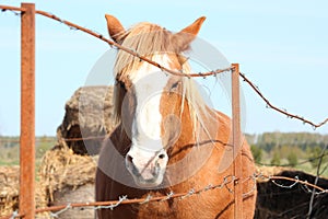 Palomino draught horse behind the fence