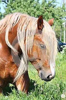 Palomino draught horse eating grass photo