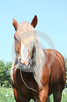 Palomino draught horse eating grass