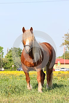 Palomino draught horse eating grass at the pasture