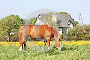 Palomino draught horse eating grass at the pasture